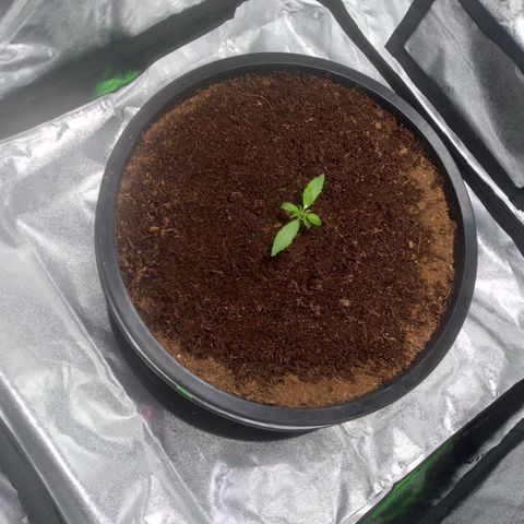 Northern Lights Auto growlog timeline photo