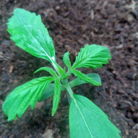 Northern Lights Auto growlog timeline photo