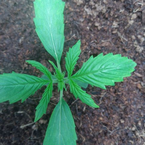 Northern Lights Auto growlog timeline photo