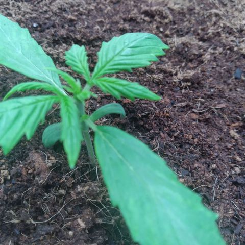 Northern Lights Auto growlog timeline photo
