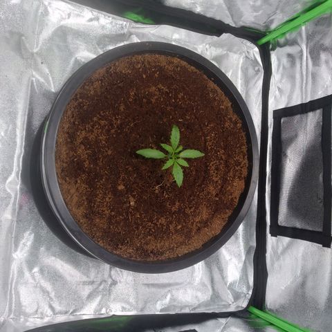 Northern Lights Auto growlog timeline photo