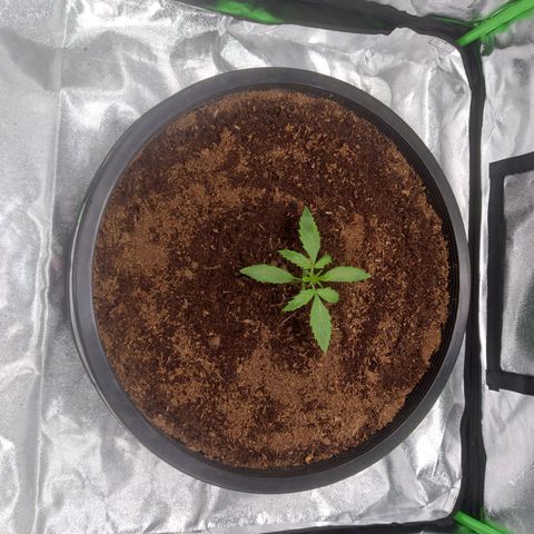 Northern Lights Auto growlog timeline photo