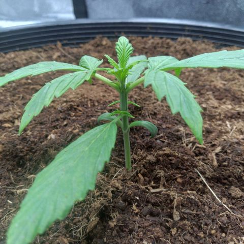 Northern Lights Auto growlog timeline photo