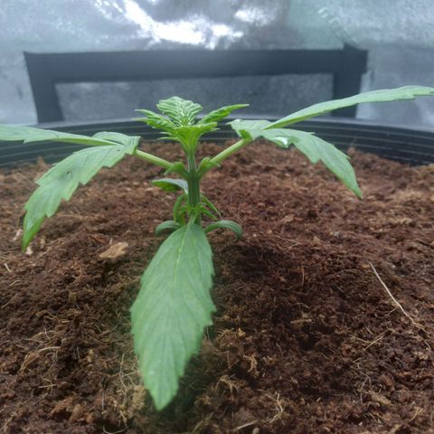 Northern Lights Auto growlog timeline photo