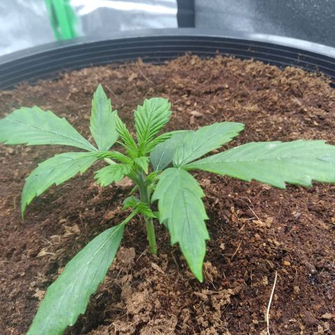 Northern Lights Auto growlog timeline photo