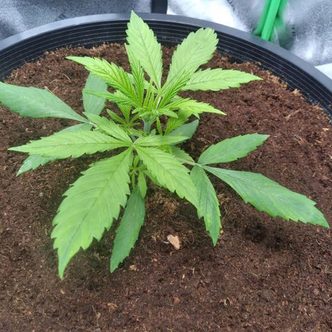 Northern Lights Auto growlog timeline photo