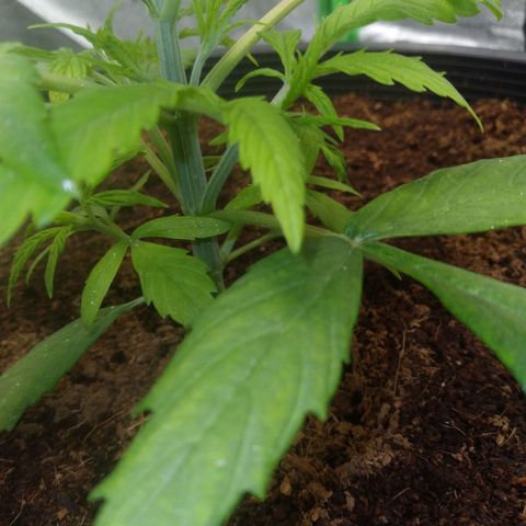 Northern Lights Auto growlog timeline photo