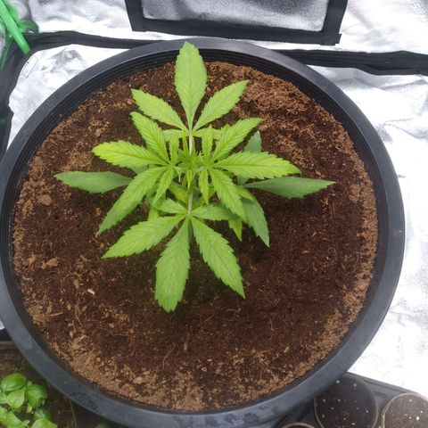 Northern Lights Auto growlog timeline photo