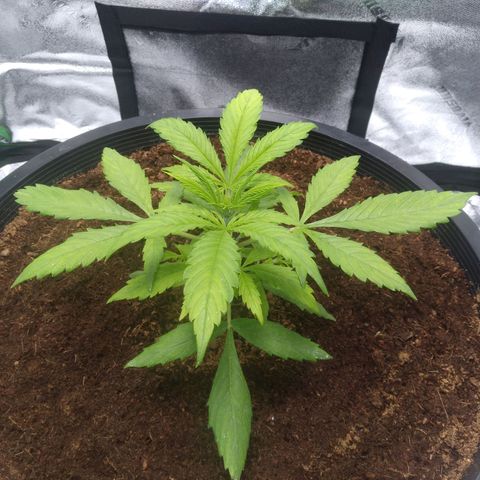 Northern Lights Auto growlog timeline photo
