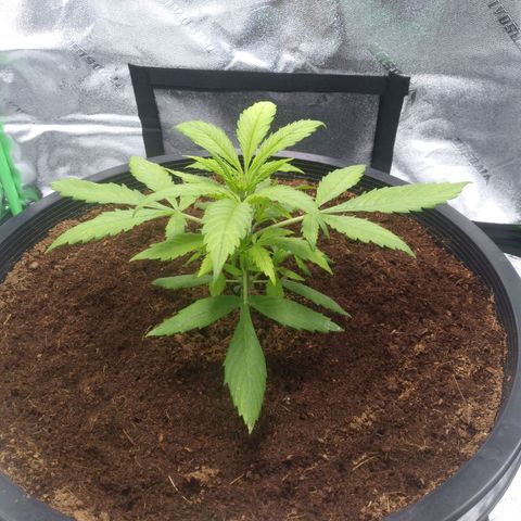 Northern Lights Auto growlog timeline photo