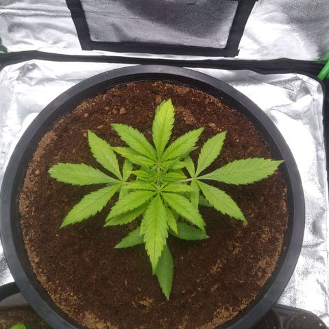 Northern Lights Auto growlog timeline photo