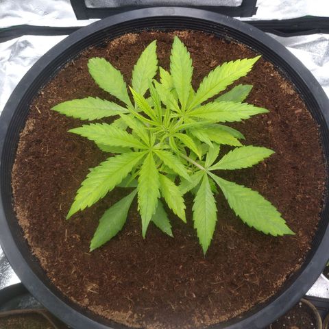 Northern Lights Auto growlog timeline photo