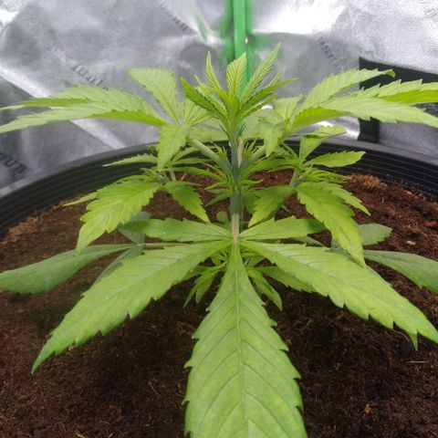 Northern Lights Auto growlog timeline photo