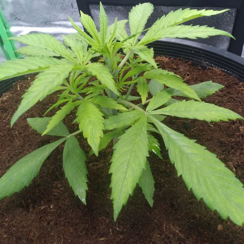 Northern Lights Auto growlog timeline photo