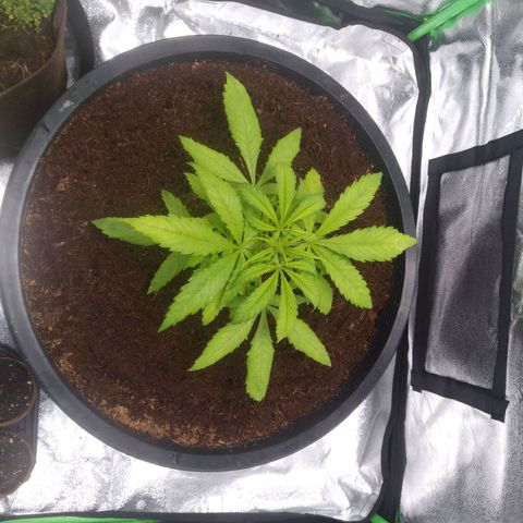 Northern Lights Auto growlog timeline photo
