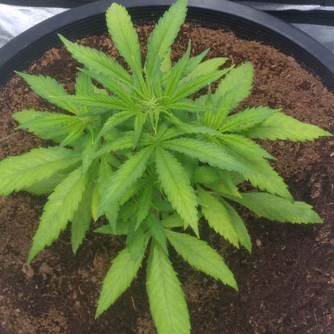 Northern Lights Auto growlog photo: Greening is almost normal.