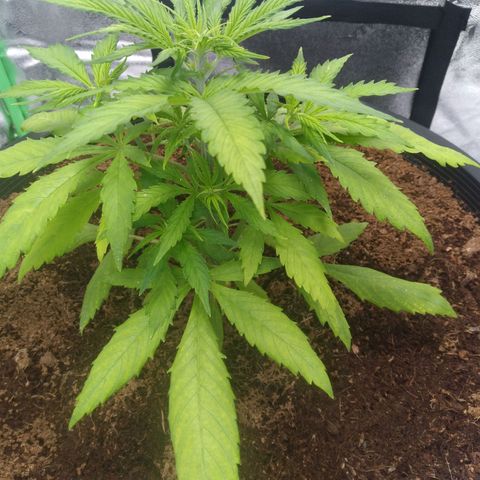 Northern Lights Auto growlog photo: Greening is almost normal.