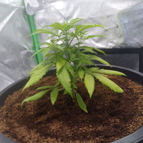 Northern Lights Auto growlog timeline photo