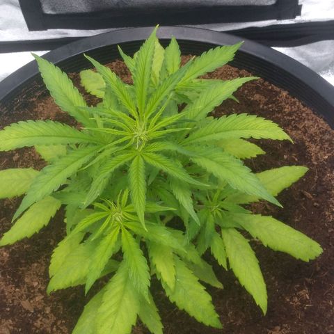 Northern Lights Auto growlog timeline photo