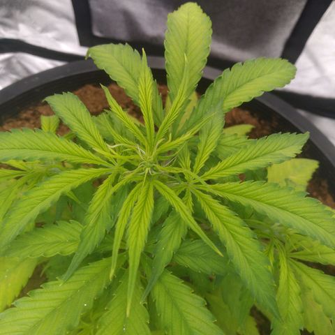 Northern Lights Auto growlog timeline photo