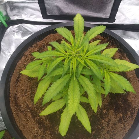Northern Lights Auto growlog timeline photo