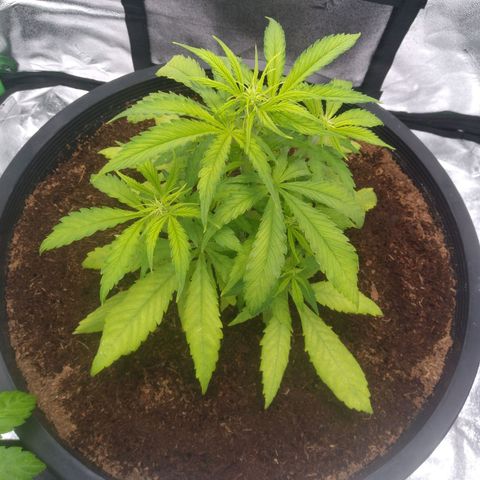Northern Lights Auto growlog photo: Showing signs of mild Magnesium deficiency.
