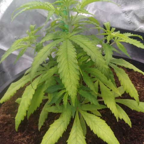 Northern Lights Auto growlog photo: Showing signs of mild Magnesium deficiency.