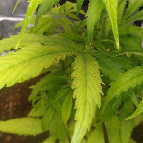 Northern Lights Auto growlog timeline photo