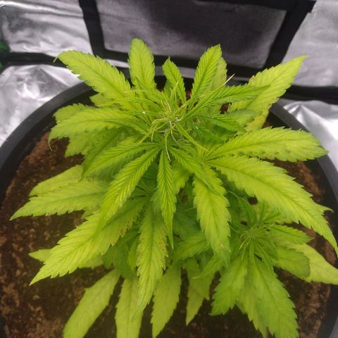 Northern Lights Auto growlog timeline photo
