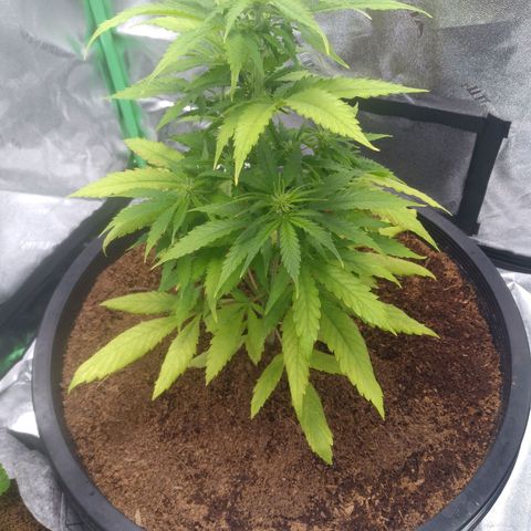 Northern Lights Auto growlog photo: Plantbhas fully recovered. Yeild will be reduced.