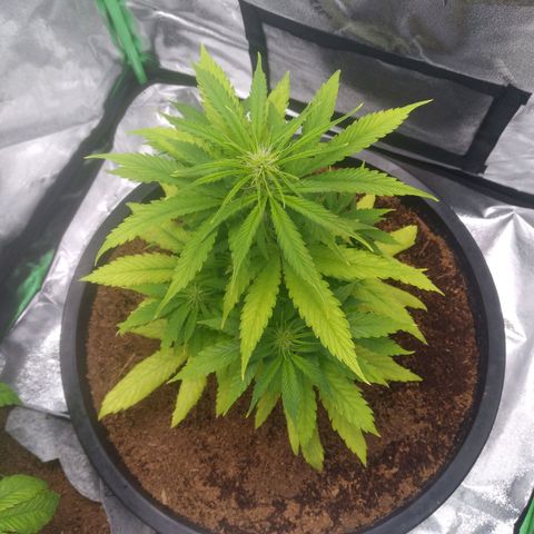 Northern Lights Auto growlog photo: Plantbhas fully recovered. Yeild will be reduced.