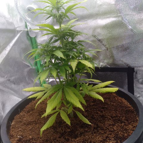 Northern Lights Auto growlog timeline photo