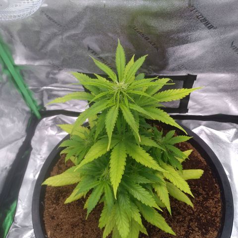 Northern Lights Auto growlog timeline photo