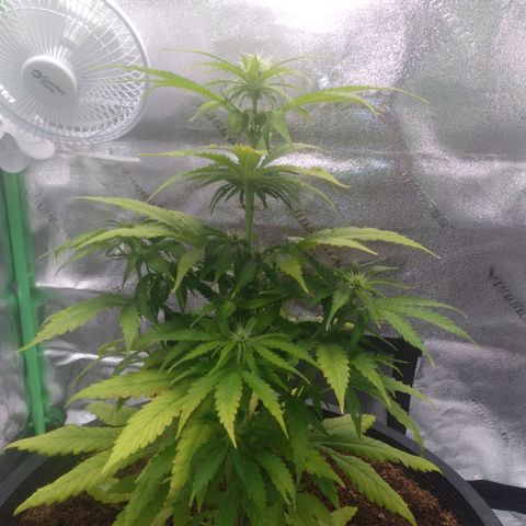 Northern Lights Auto growlog timeline photo