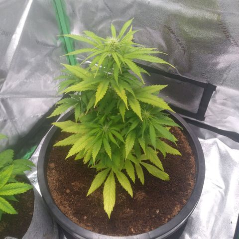 Northern Lights Auto growlog timeline photo