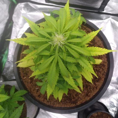 Northern Lights Auto growlog timeline photo