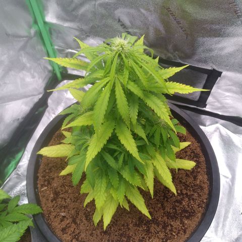 Northern Lights Auto growlog timeline photo