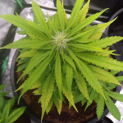 Northern Lights Auto growlog timeline photo