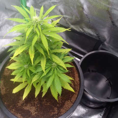 Northern Lights Auto growlog timeline photo