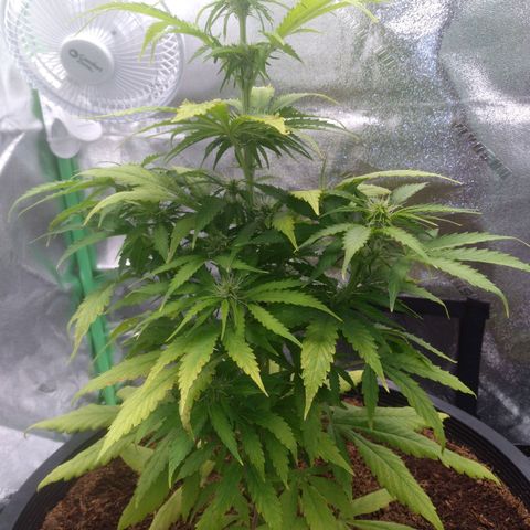 Northern Lights Auto growlog timeline photo