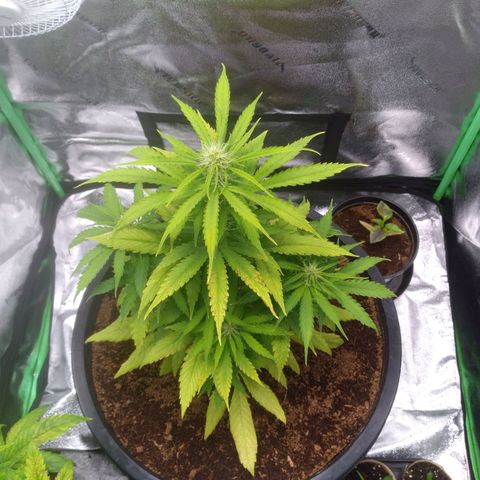Northern Lights Auto growlog timeline photo