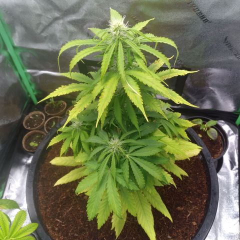 Northern Lights Auto growlog timeline photo