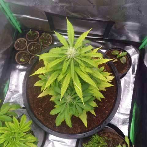 Northern Lights Auto growlog timeline photo