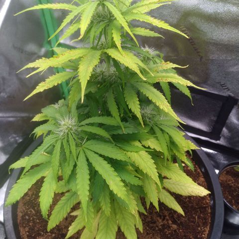 Northern Lights Auto growlog timeline photo
