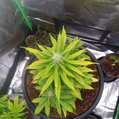 Northern Lights Auto growlog timeline photo
