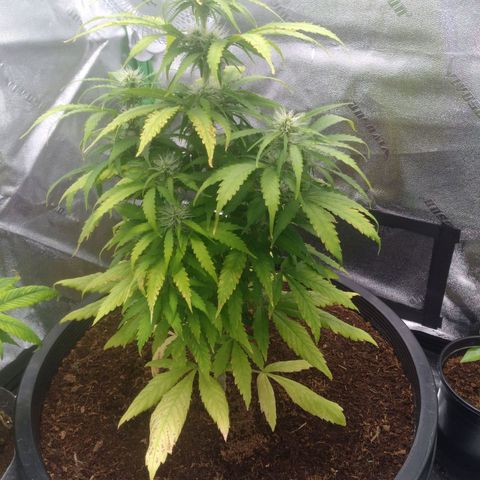 Northern Lights Auto growlog timeline photo