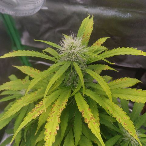 Northern Lights Auto growlog timeline photo