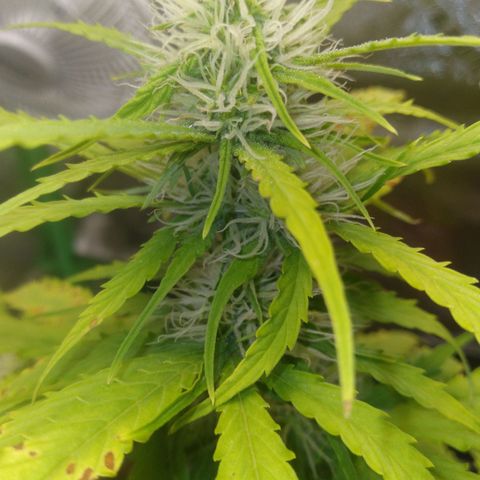 Northern Lights Auto growlog photo: Trichomes are visible.
