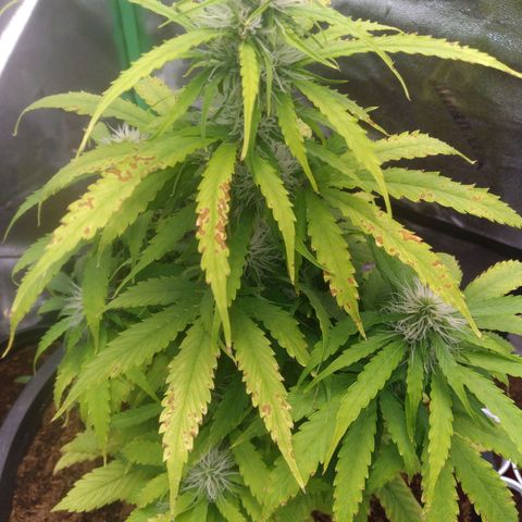 Northern Lights Auto growlog timeline photo
