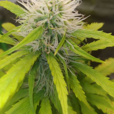 Northern Lights Auto growlog timeline photo